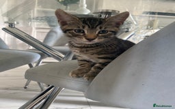 Mixed Breed cats for sale: 4 male kittens  - Image 2