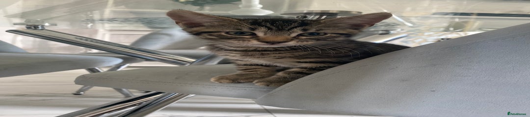Mixed Breed Kitten 1