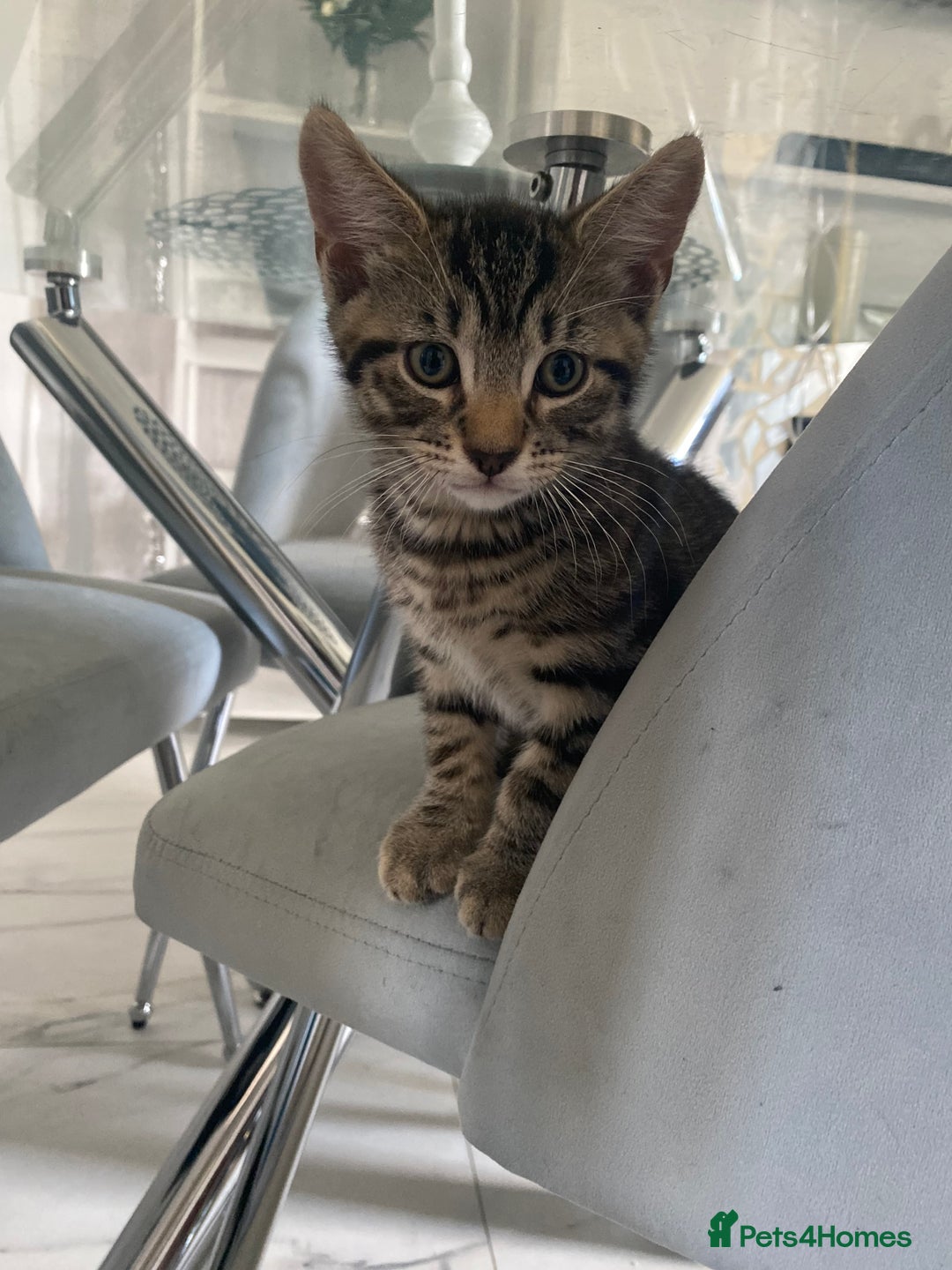 Mixed Breed cats for sale: 4 male kittens  - Image 2