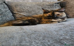 Ragdoll cats for sale: Half ragdoll cat, 1 year old called cookie!! - Image 7