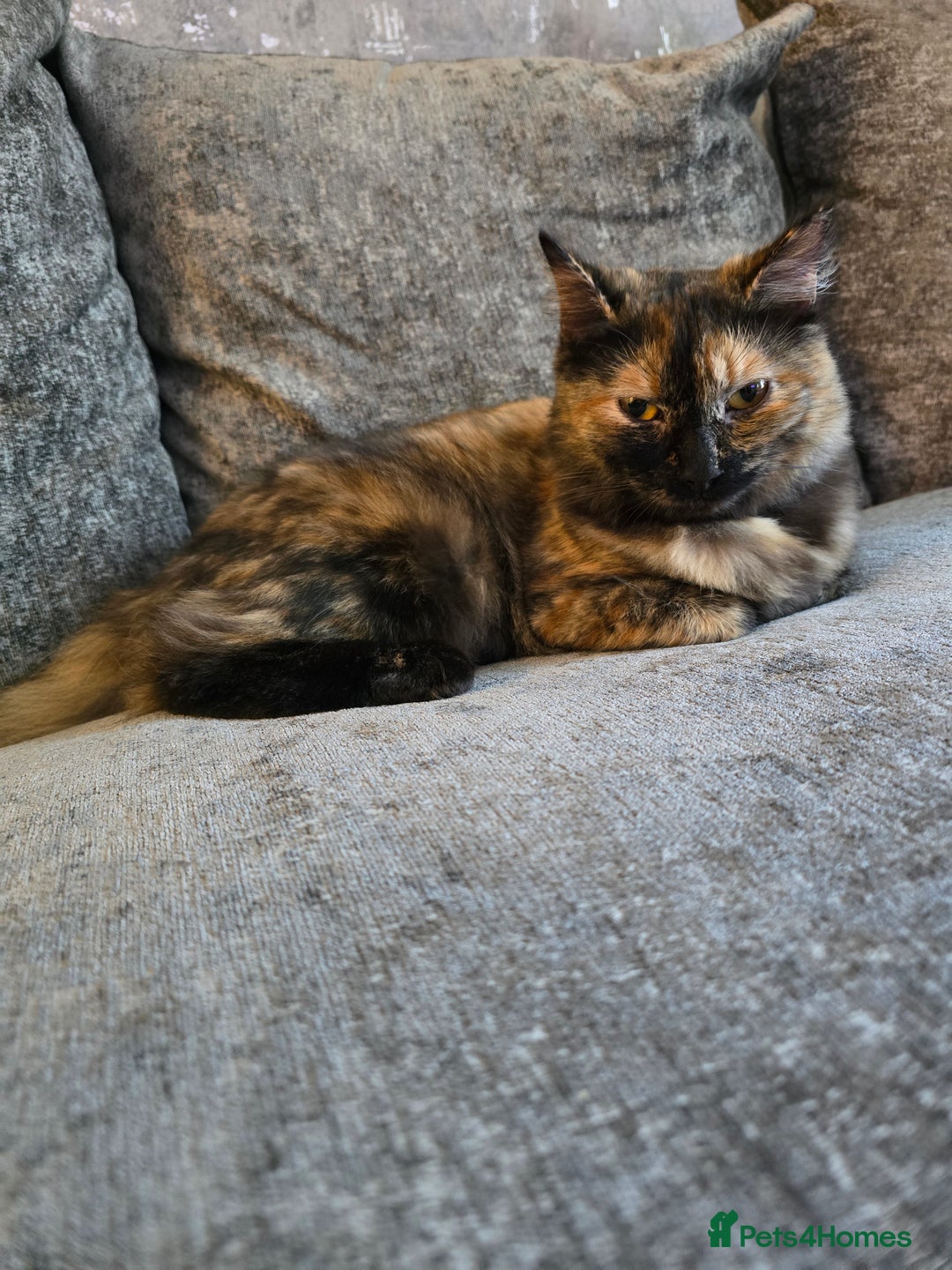 Ragdoll cats for sale: Half ragdoll cat, 1 year old called cookie!! - Image 7