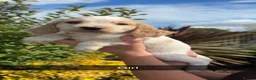 Cocker Spaniel dogs for sale:  show type cocker spaniel puppies🐾 - Advert 3