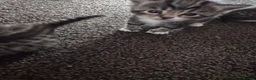 Mixed Breed cats for sale: British short hair X Tabby Kittens - Advert 35