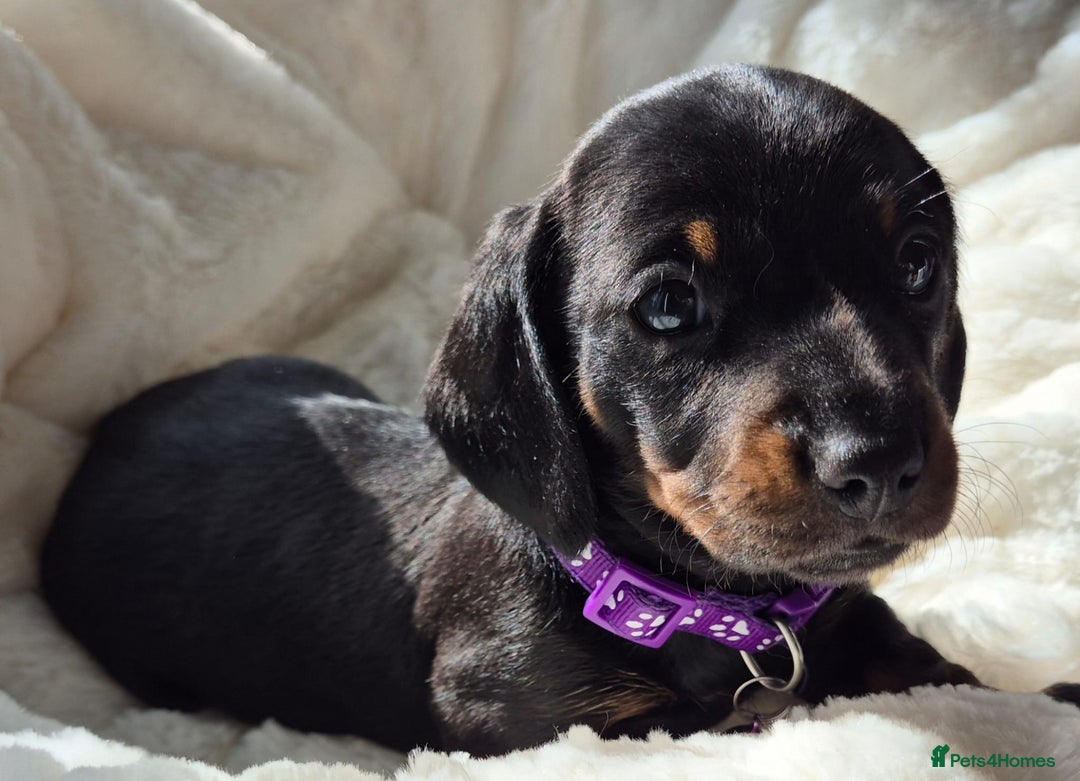 Miniature Dachshund dogs for sale: Stunning Pedigree Miniature Dachshund pups  - Image 10