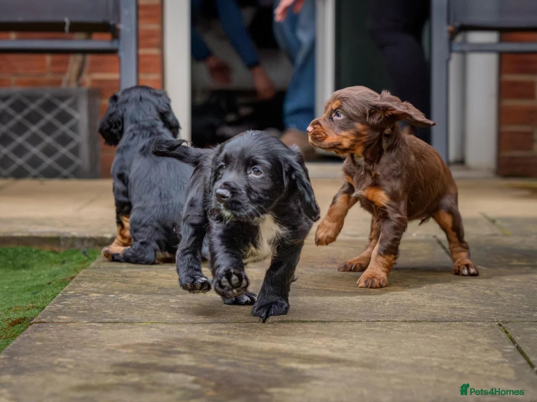 Sprocker dogs for sale: Last male remaining. ready now.  - Advert 1