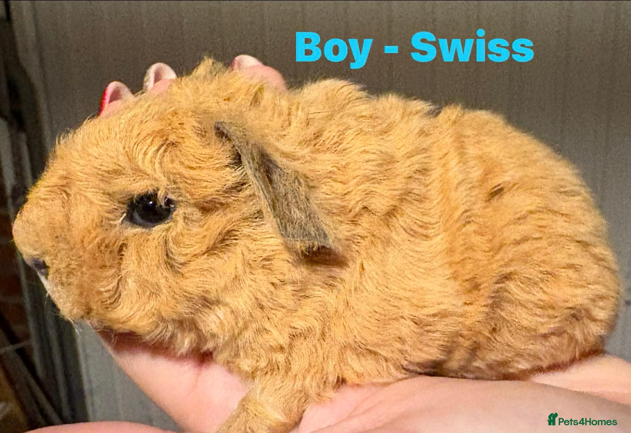 Guinea Pig rodents Male & Female Guinea pigs  - Advert 18