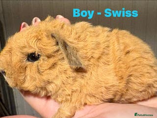 Guinea Pig rodents Male & Female Guinea pigs - Advert 15