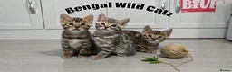 Bengal cats for sale: 3 TICA registered Bengal kittens - Advert 1
