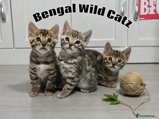 Bengal cats 3 TICA registered Bengal kittens - Advert 1