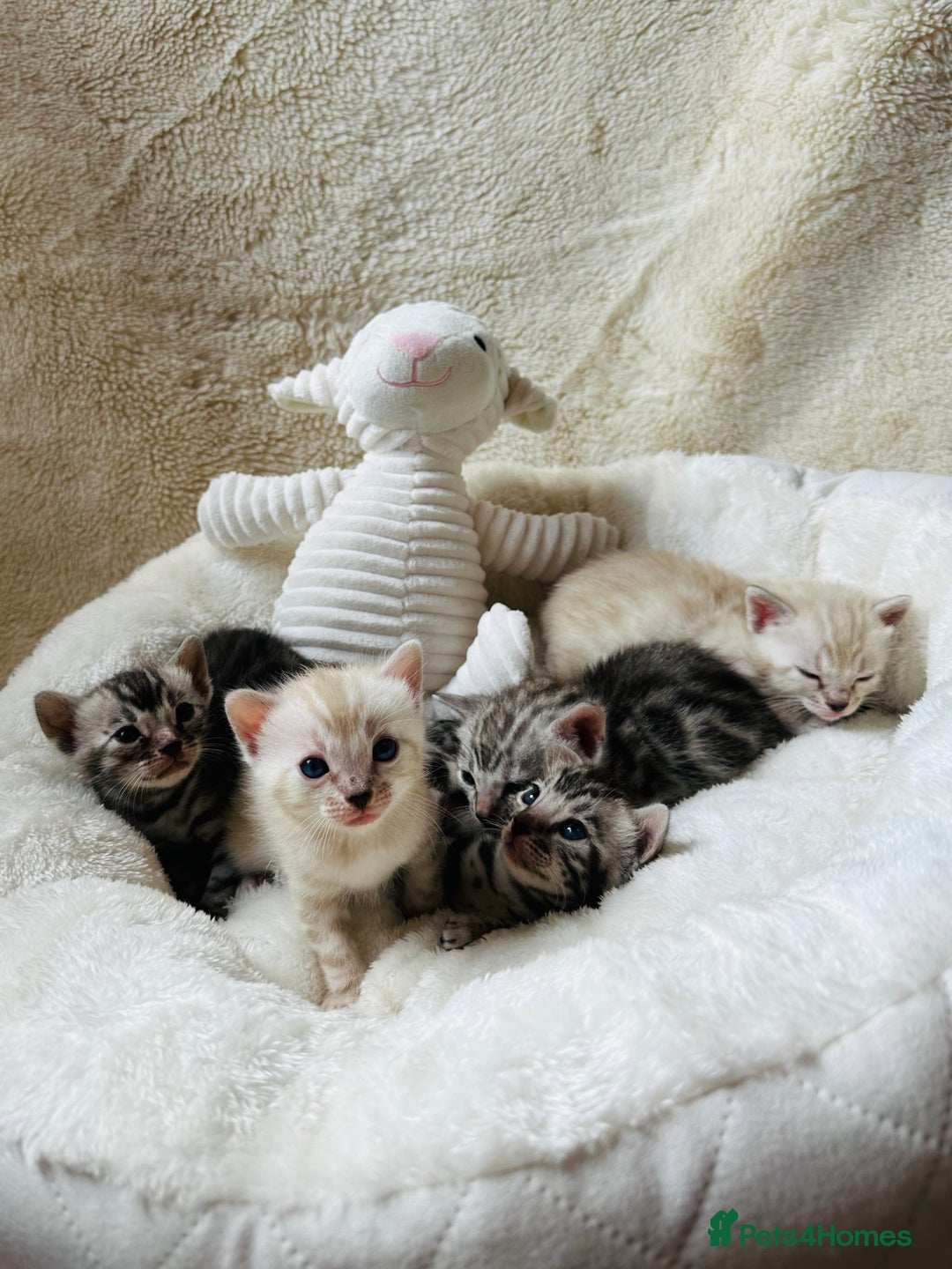 Bengal cats for sale: 💎💎💎 Luxury Bengal Kittens Available  - Image 4