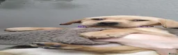 Labrador Retriever dogs for sale: Here come the boys! - Advert 29