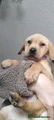 Purple collar Labrador Retriever 6