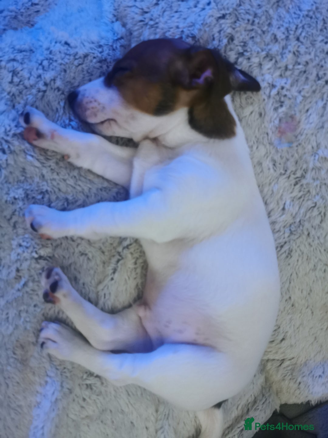 Jack Russell dogs for sale: Male jack russell terrier pup - Advert 3