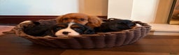 Cavalier King Charles Spaniel dogs for sale: Gorgeous Cavalier King Charles Spaniel Boys - Advert 8