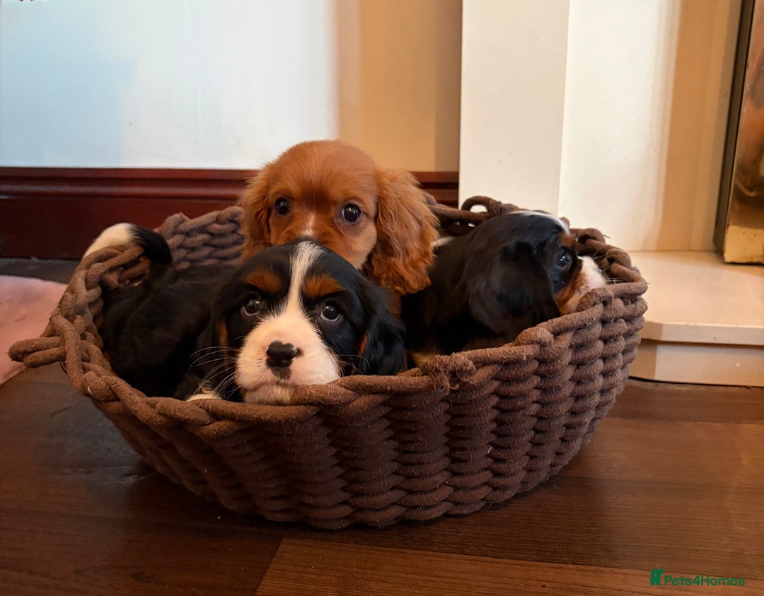 Cavalier King Charles Spaniel dogs for sale: Gorgeous Cavalier King Charles Spaniel Boys - Advert 8