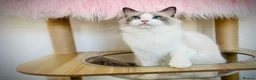 Ragdoll cats for sale: Beautiful cuddling ragdoll girl. - Advert 5