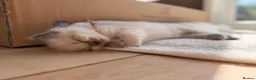 Ragdoll cats for sale: Gorgeous Blue Point Ragdoll Kittens Available  - Advert 23