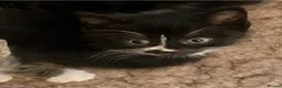 Mixed Breed cats for sale: Kittens - Mid Wales - £25 - Advert 4