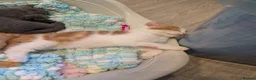 Mixed Breed cats for sale: Persian/ragdoll/mix in Southampton - Advert 7