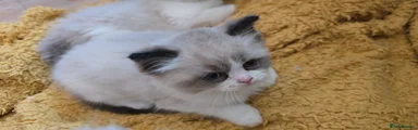 Ragdoll 3