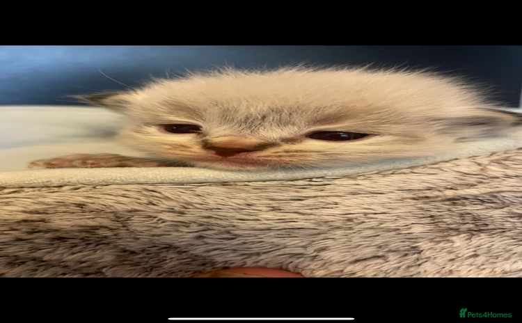 Ragdoll cats - Advert 11