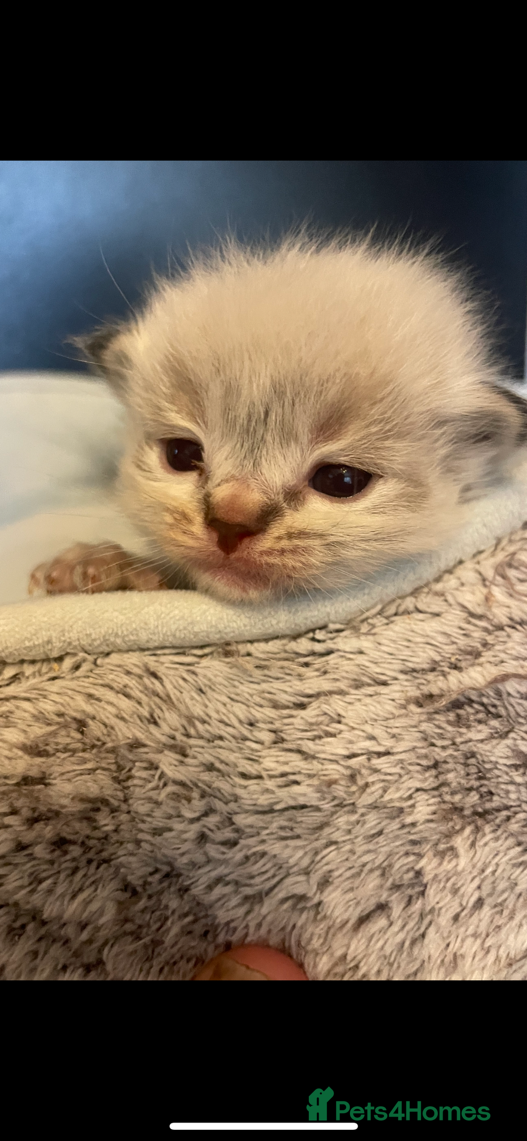 Ragdoll cats for sale: Stunning Ragdoll kittens blue lnyx ready soon  - Image 1
