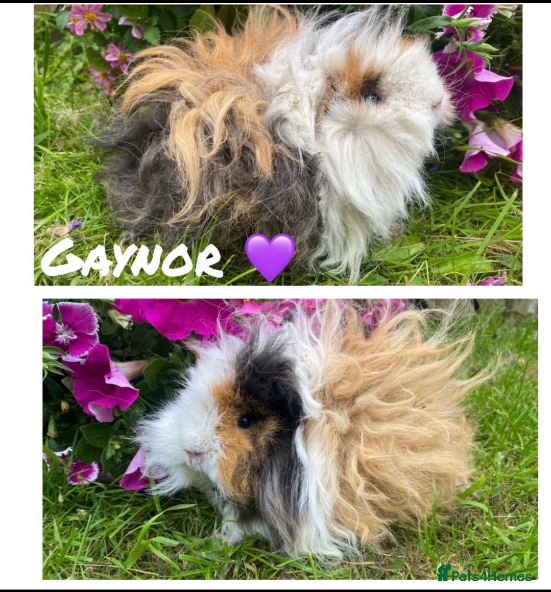 Guinea Pig rodents Pedigree Lunkarya/smooth Guinea pigs ready now  - Advert 1