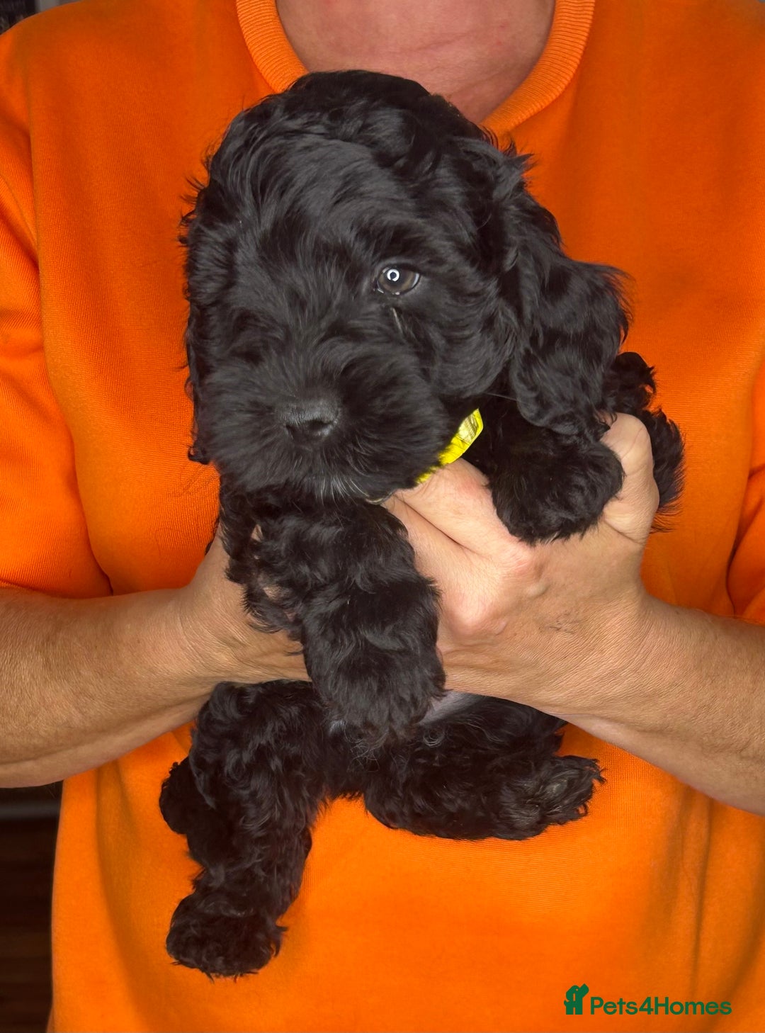 Cockapoo dogs for sale: ONLY 2  LEFT OUTSTANDING TINY MINITURE COCKAPOOS  - Image 21