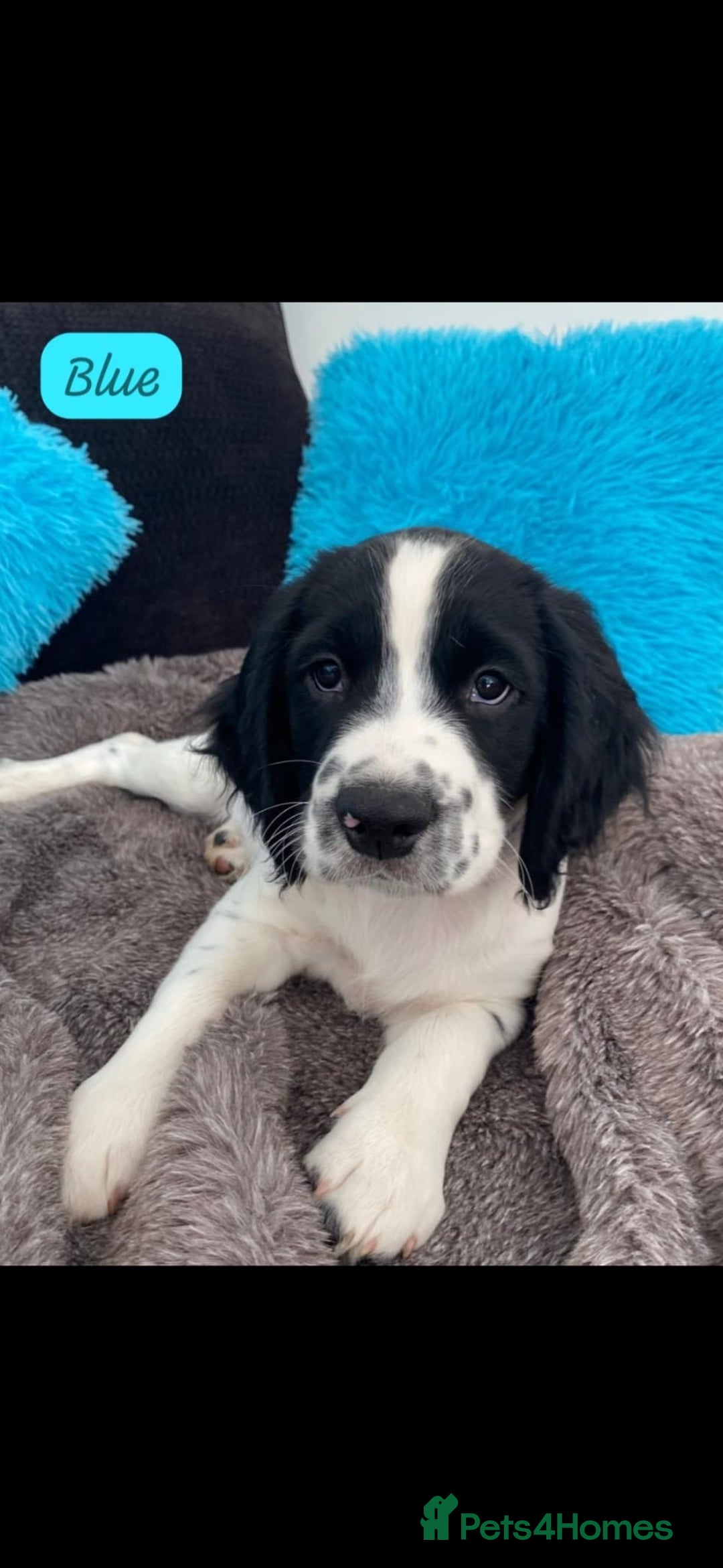 English Springer Spaniel dogs for sale: English Springer Spaniels - Advert 8