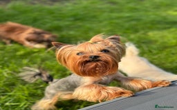 Yorkshire Terrier dogs for sale: 2 tiny Yorkshire terriers 1 male 1 female - Advert 16