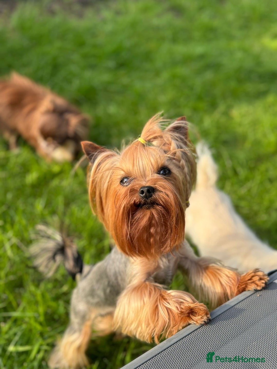 Yorkshire Terrier dogs for sale: 2 tiny Yorkshire terriers 1 male 1 female - Advert 16