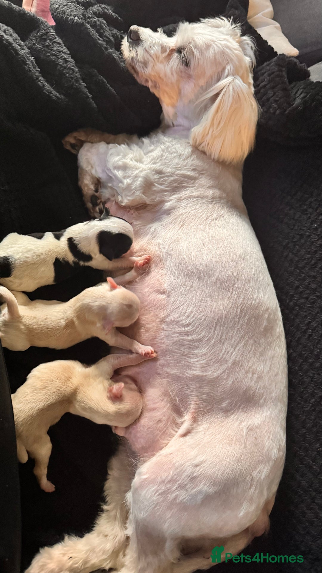 Morkie dogs for sale: Beautiful Maltese x Yorkie puppies  - Image 13