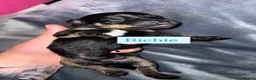 Dachshund dogs for sale: Dachshund Puppys - Advert 9