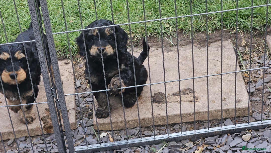 Cockapoo dogs for sale: Cockerpoo  - Image 2
