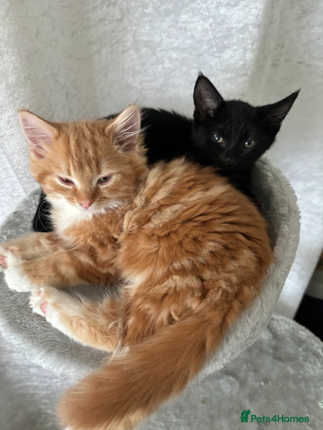 Domestic Shorthair cats for sale: 2 bonded beautiful little girls - Advert 1