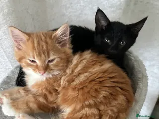 Domestic Shorthair cats 2 bonded beautiful little girls - Advert 2