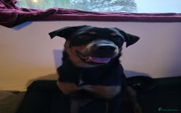 Rottweiler dogs for sale: Minnie for sale  - Image 6