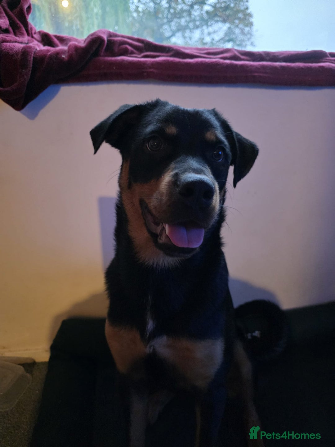 Rottweiler dogs for sale: Minnie for sale  - Image 6