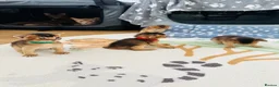 Abyssinian cats for sale: Abyssinian kittens 🌟😻🌟 - Advert 15