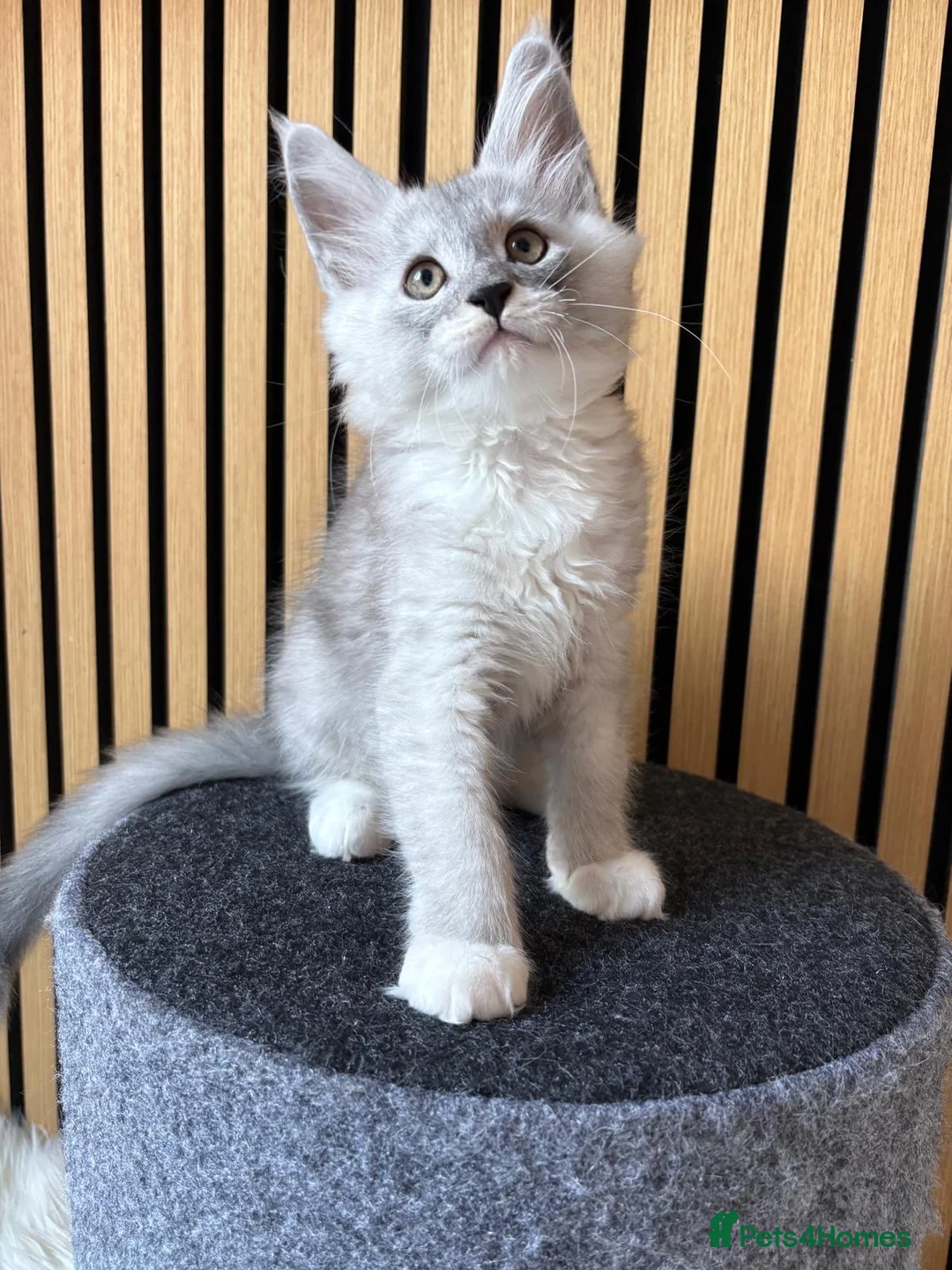 Maine Coon cats for sale: XL Maine Coon Kittens for Sale – TICA Reg - Advert 18