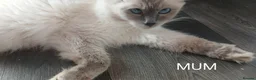 Ragdoll cats for sale: Rare Pattern Ragdoll-Super cudly teddybear kittens - Advert 11