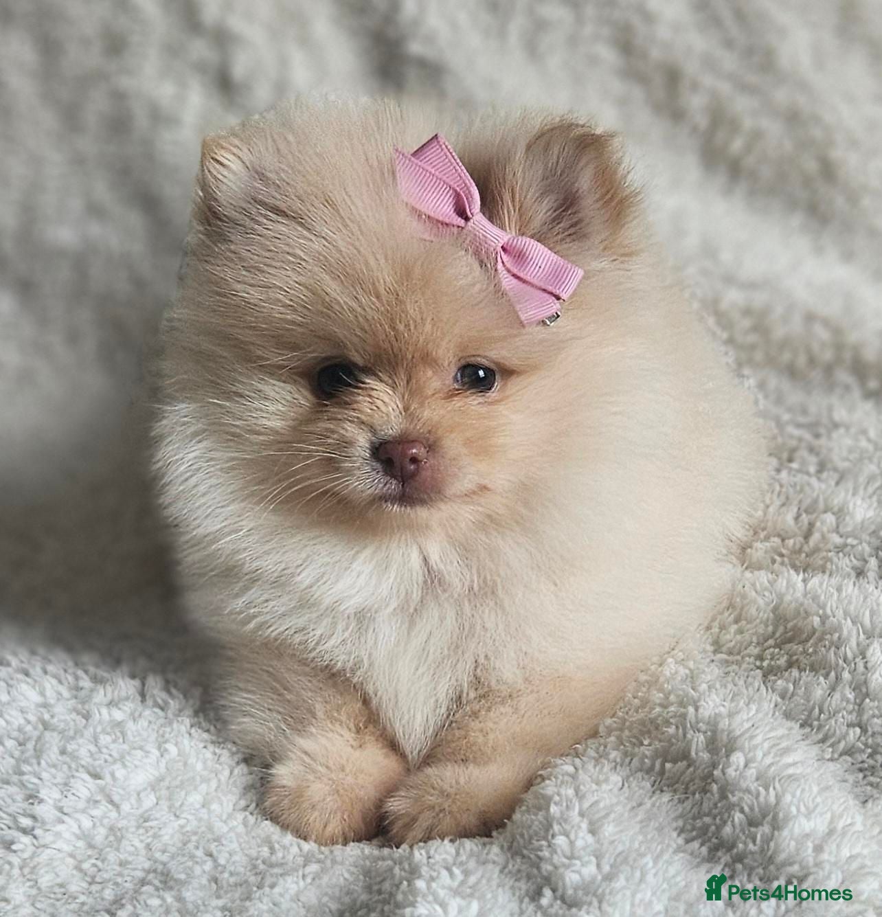 Pomeranian dogs 2 KC POMERANIAN’S AVAILABLE  - Advert 1