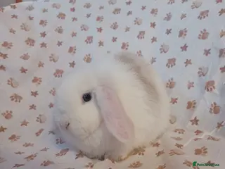 Mini Lop rabbits Beautiful Mini Lop Girls Ready now 9 weeks - Advert 1