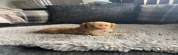 Cockapoo dogs for sale: f1b miniature dna health tested cockerpoos  - Advert 4