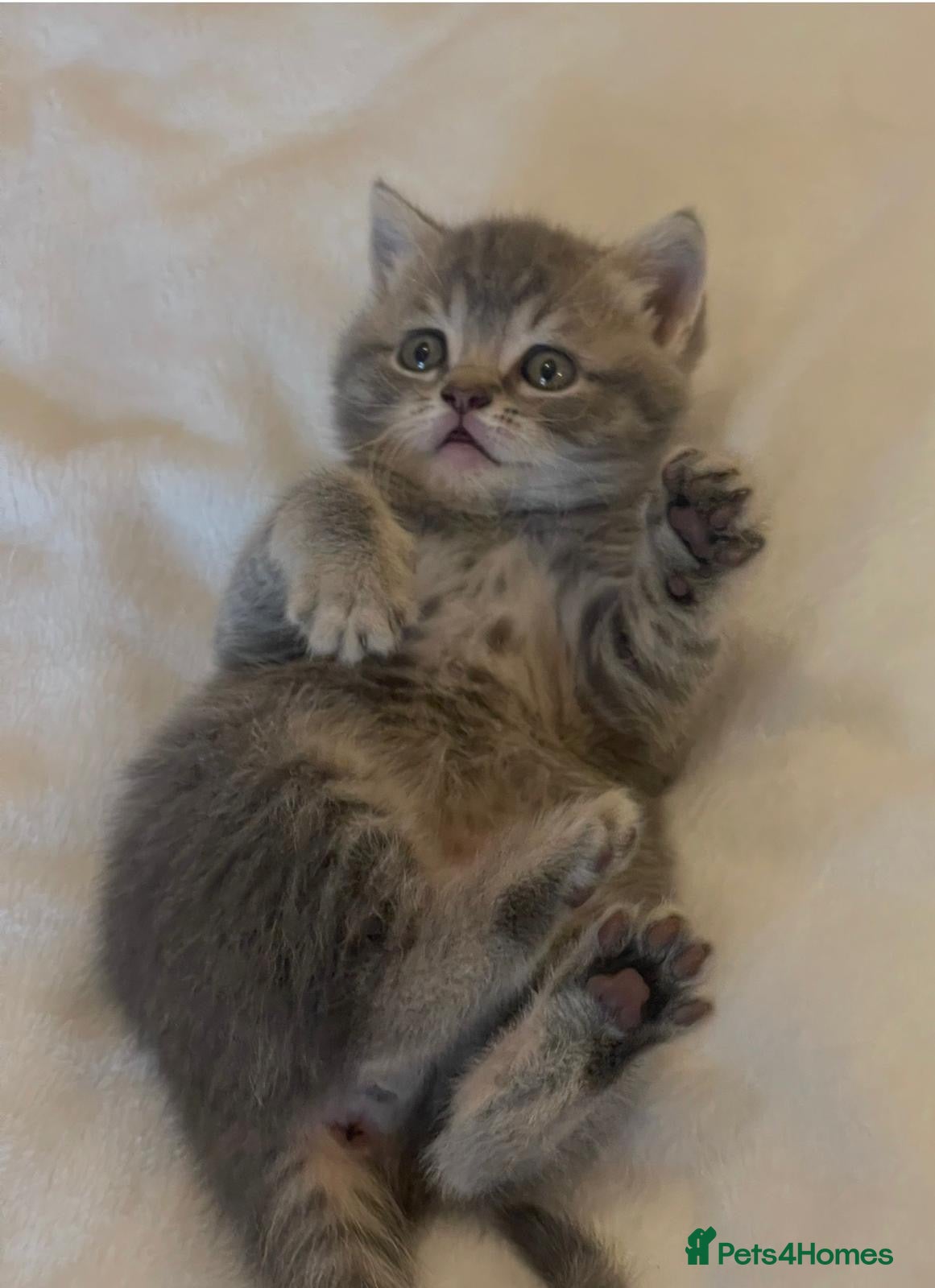 British Shorthair cats for sale: GCCF British Shorthair Kittens 6 Gen Pedigree 🩵🩵 - Advert 1