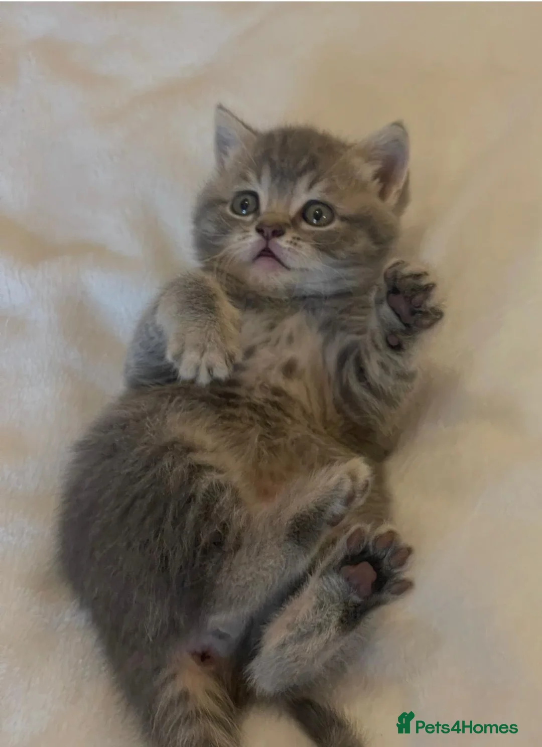 British Shorthair cats for sale: GCCF British Shorthair Kittens 6 Gen Pedigree 🩵🩵 - Advert 1