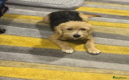 Yorkshire Terrier dogs for adoption: Sweet Daisy looking for LOVE  - Image 10