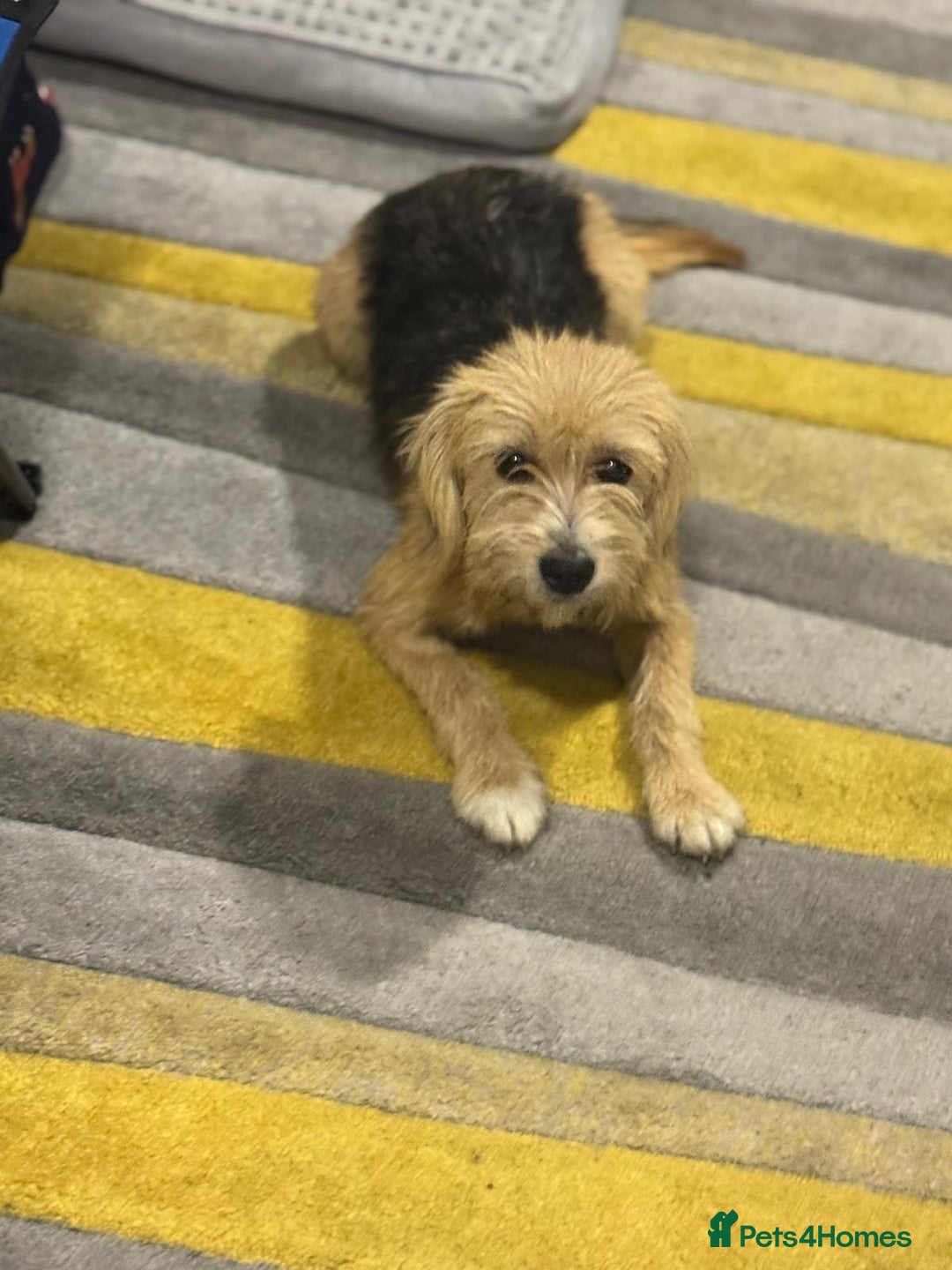 Yorkshire Terrier dogs for adoption: Sweet Daisy looking for LOVE  - Image 10