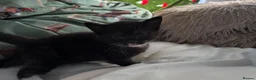 Domestic Shorthair cats for sale: beautiful babies looking for their forever home 🐱 - Advert 7