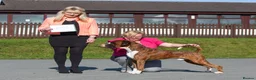 Boxer dogs for stud: CHAMPION B&W Boxer Dog HT1 Sires Reds & Brindles - Advert 3